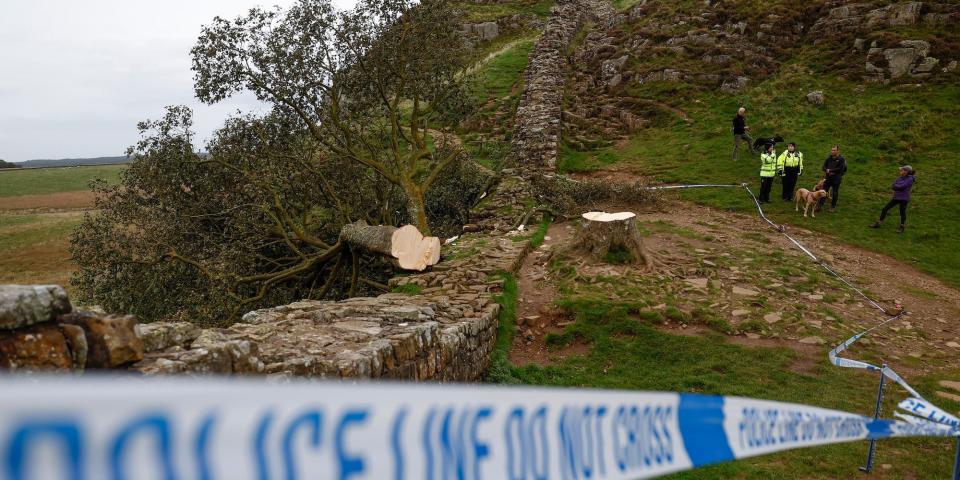 The ‘Sycamore Gap' tree lying on the ground, along Hadrian's Wall and behind a police cordon tape, in England’s Northumberland National Park, in a photo shared on September 28, 2023.