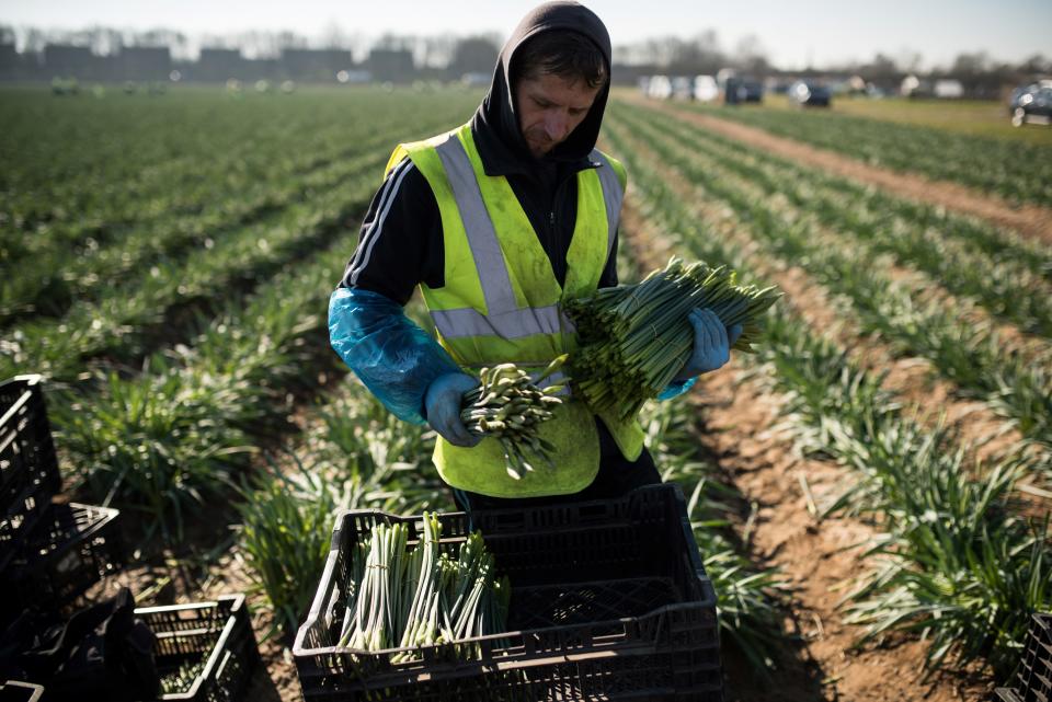 Flower pickers from Romania harvest daffodils on Taylors Bulbs farm near Holbeach in eastern England