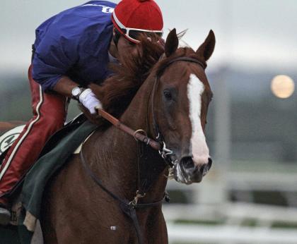 California Chrome, with exercise rider Willie Delgado in the saddle, gallops in the rain at Belmont Park. (AP)