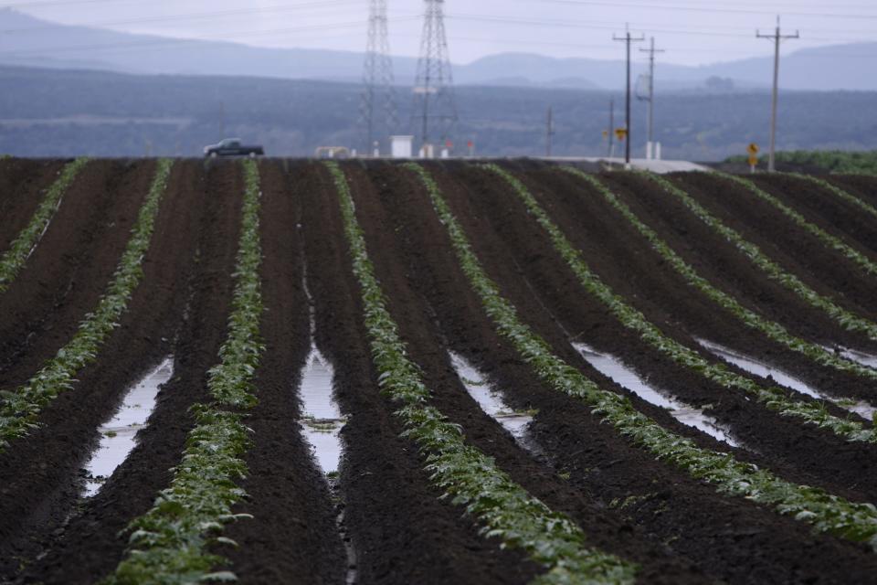 File photo - Crops on San Jon Road west of Salinas