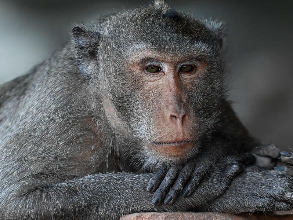 A long-tailed macaque is seen on the side road in Bangkok on February 25, 2021 in Bangkok, Thailand.