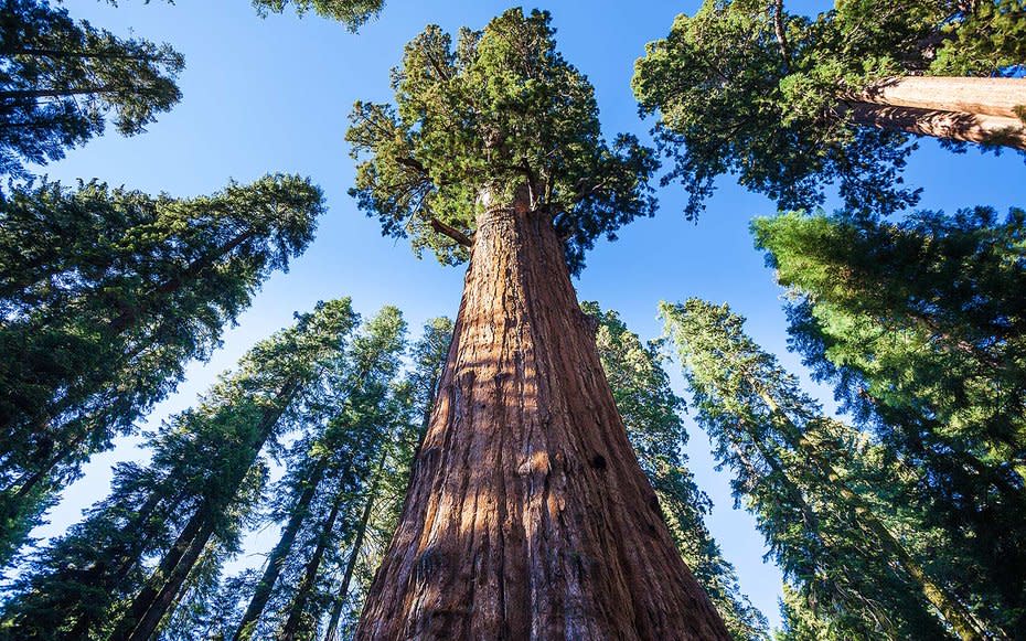 General Sherman Tree, Sequoia and Kings Canyon National Parks, California