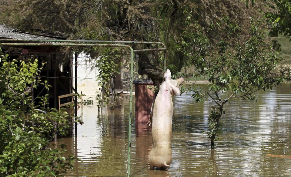 A dead pig is seen hanging in a yard in the flooded town of Obrenovac