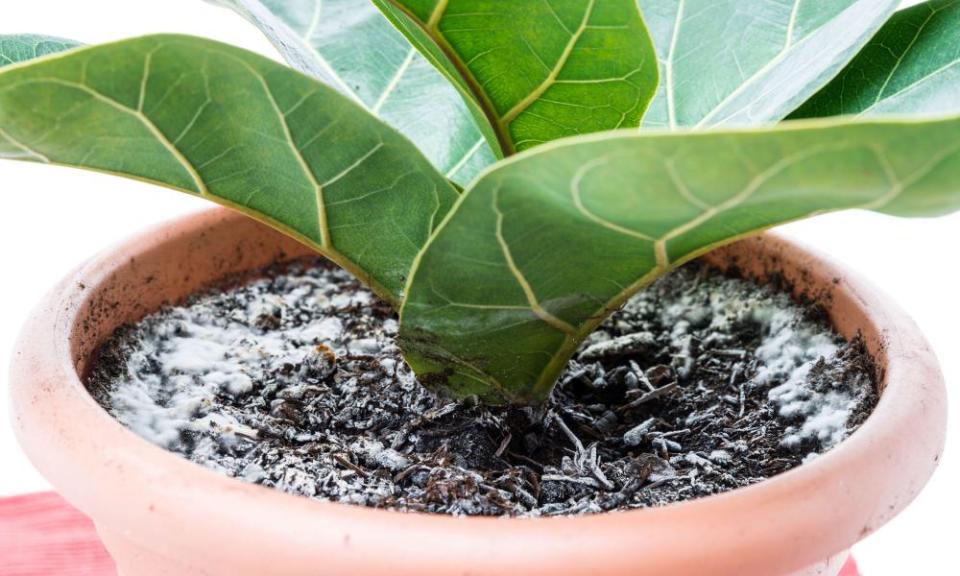 Mould around a violin fig plant.