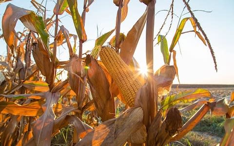 Test cobs for ripeness - Credit: Alamy