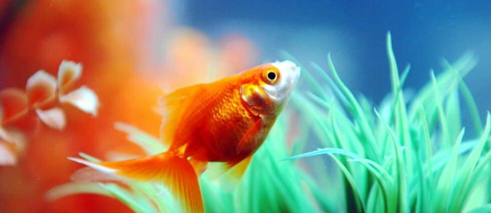 Dans certains cas, les petits poissons rouges peuvent se métamorphoser et s'allonger de plusieurs dizaines de centimètres. (illustration)
