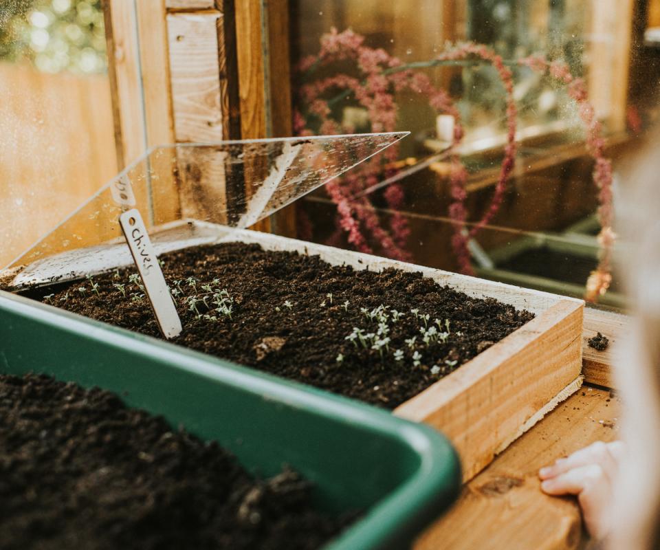 Chive seeds growing in a tray of soil