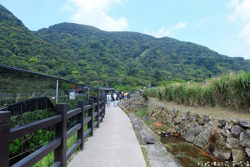 陽明山｜頂湖環狀步道、花谷海芋園