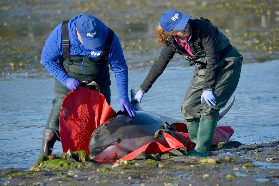 Volunteers Craig Bodamer, left, and Paula Putnam wait with a dolphin until it is transported off the flats.