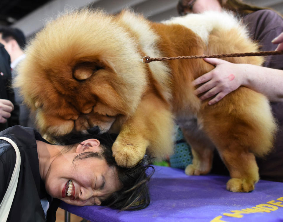 <p>Candace Chien plays with a chow chow in the benching area on Day One of competition at the Westminster Kennel Club 142nd Annual Dog Show in New York on Feb. 12, 2018. (Photo: Timothy A. Clary/AFP/Getty Images) </p>