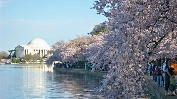 Washington DC Cherry Blossoms