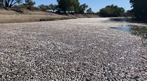 澳洲新南威爾斯州的麥寧第(Menindee)城鎮附近河流大令河(Darling River)，近日發現了數以千計的魚群死亡。(Twtiier)