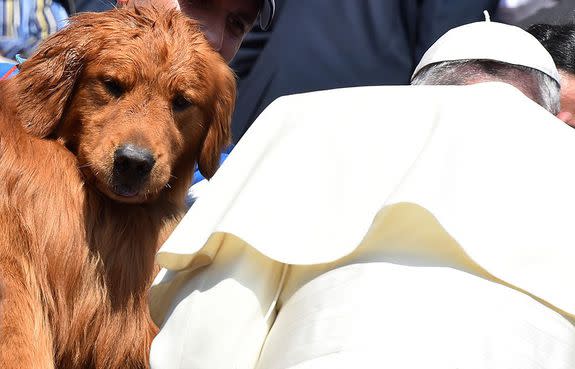 It's hard to tell what, exactly, is going through this dog's mind.