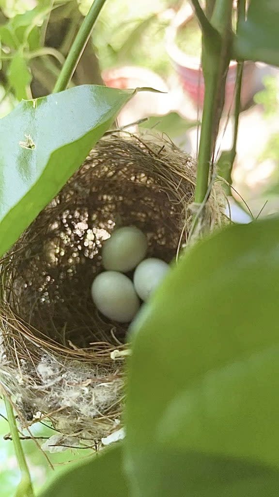 鳳林國中校園鳥兒來築巢生下三顆蛋，上傳臉書祈願三個第一志願竟然成真，創下有史以來的好成績。　（記者王正平翻攝）