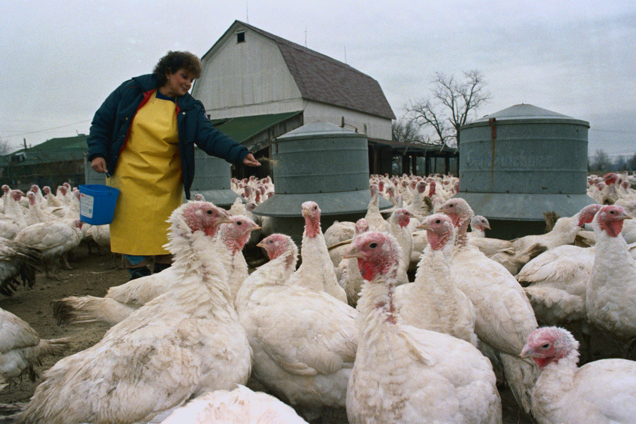 Elderly Lady Feeding Turkeys on Farm
