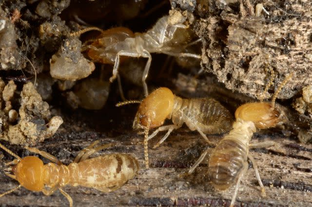 jeridu / Getty Images Termites