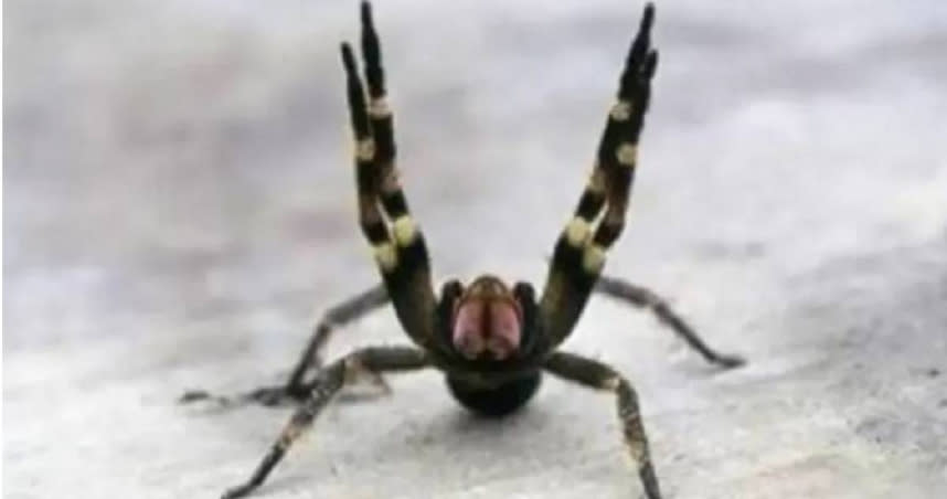 巴西流浪蜘蛛。（圖／Paraná State Govt., Brazil）