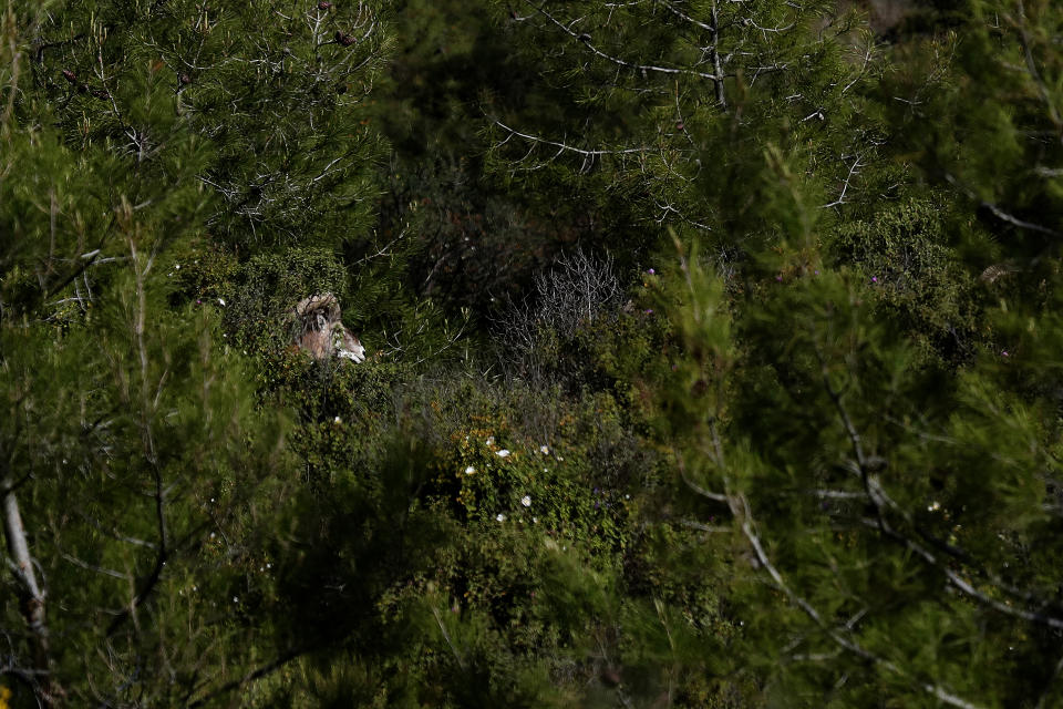 An endangered Mouflon sheep is seen in the forest near the abandoned village of Varisia, inside the U.N controlled buffer zone that divide the Greek, south, and the Turkish, north, Cypriot areas since the 1974 Turkish invasion, Cyprus, on Friday, March 26, 2021. Cyprus' endangered Mouflon sheep is one of many rare plant and animal species that have flourished a inside U.N. buffer zone that cuts across the ethnically cleaved Mediterranean island nation. Devoid of humans since a 1974 war that spawned the country’s division, this no-man's land has become an unofficial wildlife reserve. (AP Photo/Petros Karadjias)