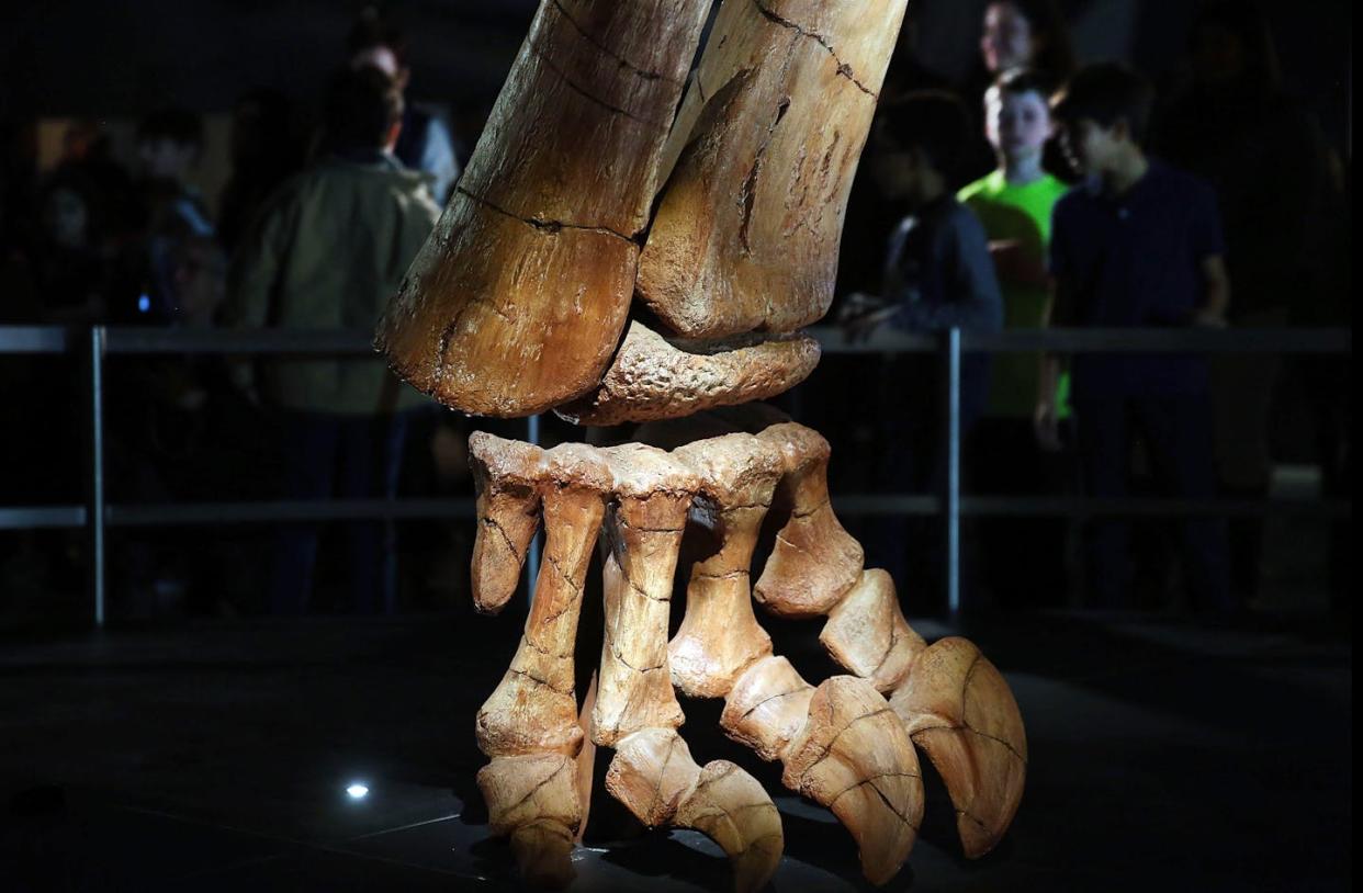 A replica fossil of the titanosaur _Patagotitan_, one of the largest dinosaurs ever discovered. It would have weighed about 70 tons (63.5 metric tons.) <a href="https://www.gettyimages.com/detail/news-photo/replica-of-one-of-the-largest-dinosaurs-ever-discovered-is-news-photo/504972828" rel="nofollow noopener" target="_blank" data-ylk="slk:Spencer Platt/Getty Images News via Getty Images;elm:context_link;itc:0;sec:content-canvas" class="link ">Spencer Platt/Getty Images News via Getty Images</a>