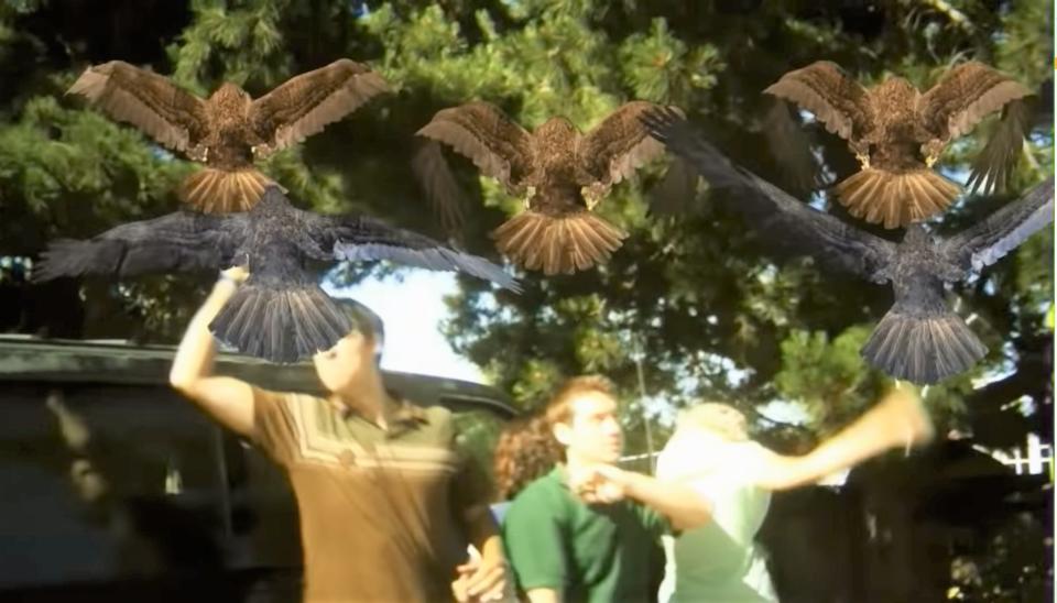 Birds attack a group of people