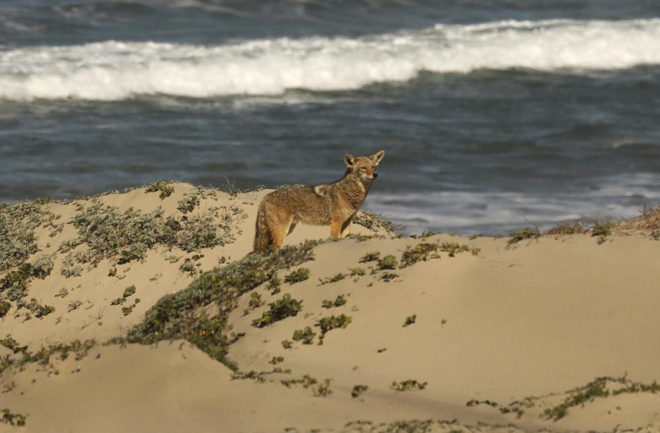 A coyote at the beach