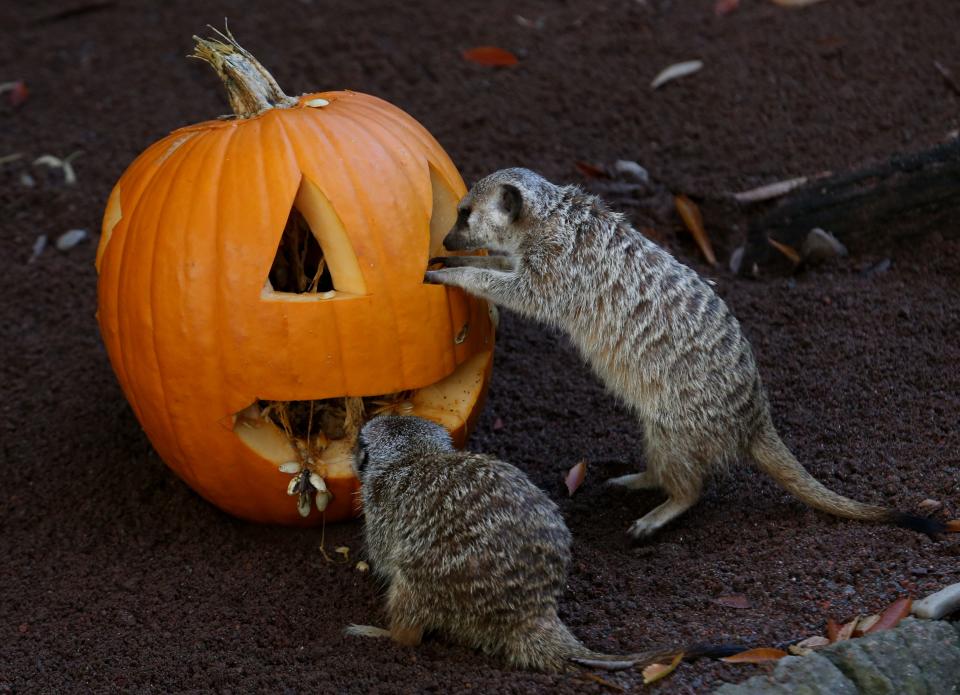 The Meerkats at the Louisville Zoo got in on the celebration of the season with a pumpkin enrichment during the Zoo’s Animal Pumpkin Smash.Oct. 31, 2021