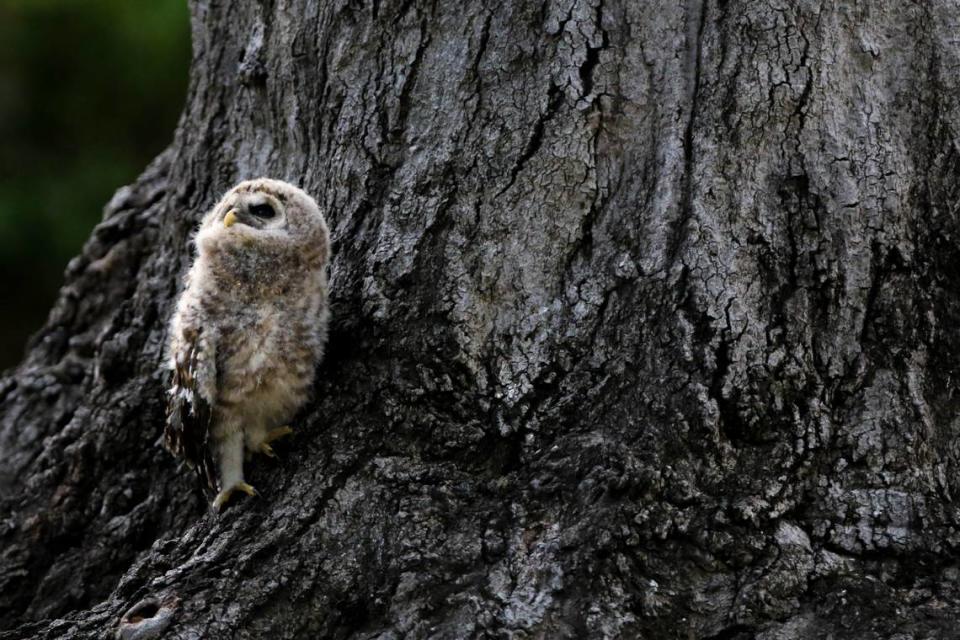 A baby Barred owl looks up to a parent in Melrose Heights where it fell from it’s nest. Neighbors have been keeping an eye on the bird, who is too young to fly, and have made a nest for it, a little lower to the ground.