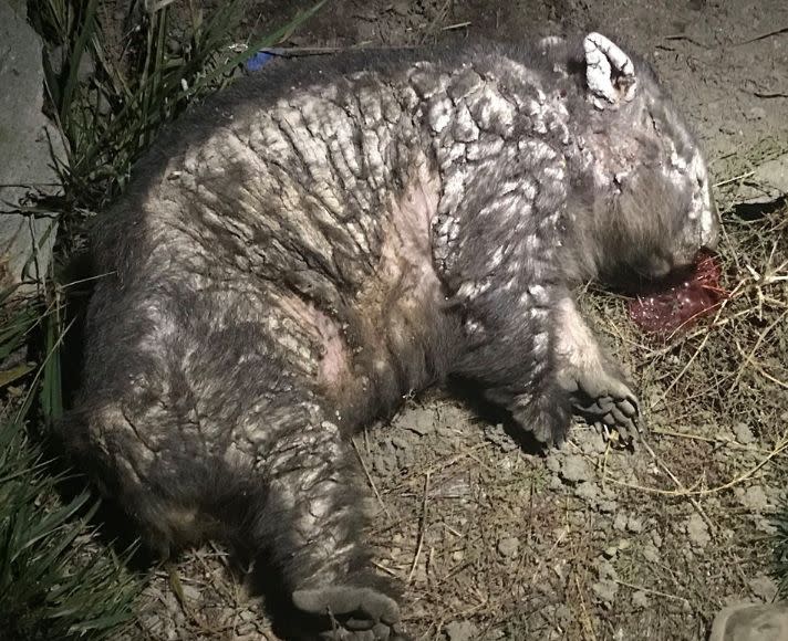 Ms Verdaak was forced to euthanise a female wombat on Wednesday. Source: Wombat Rescue