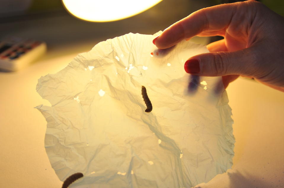 This Very Hungry Caterpillar Eats Plastic Bags