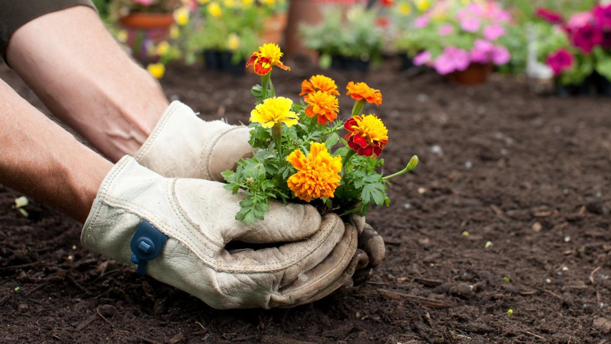 Man gardening holding Marigold flowers in his hands with copy space.
