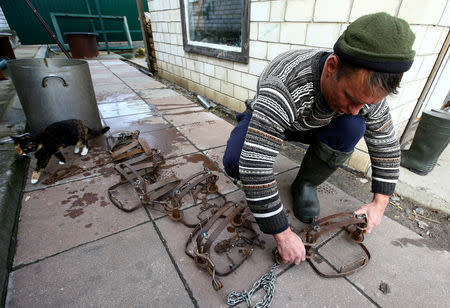 Vladimir Krivenchik, a hunter, prepares traps for wolves in the village of Khrapkovo, Belarus November 4, 2016. REUTERS/Vasily Fedosenko