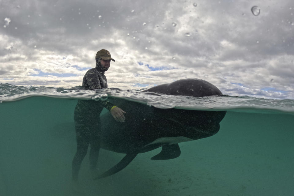 In this photo provided by the Department of Biodiversity, Conservation and Attractions, a rescuer tends to a long-finned pilot whale, Wednesday, July 26, 2023, after nearly 100 whales beached themselves at Cheynes Beach east of Albany, Australia. Volunteers worked frantically on a second day to save dozens of pilot whales that have stranded themselves but more than 50 have already died. (DBCA via AP)