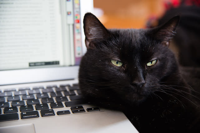 Zuul the cat, using a MacBook as a headrest