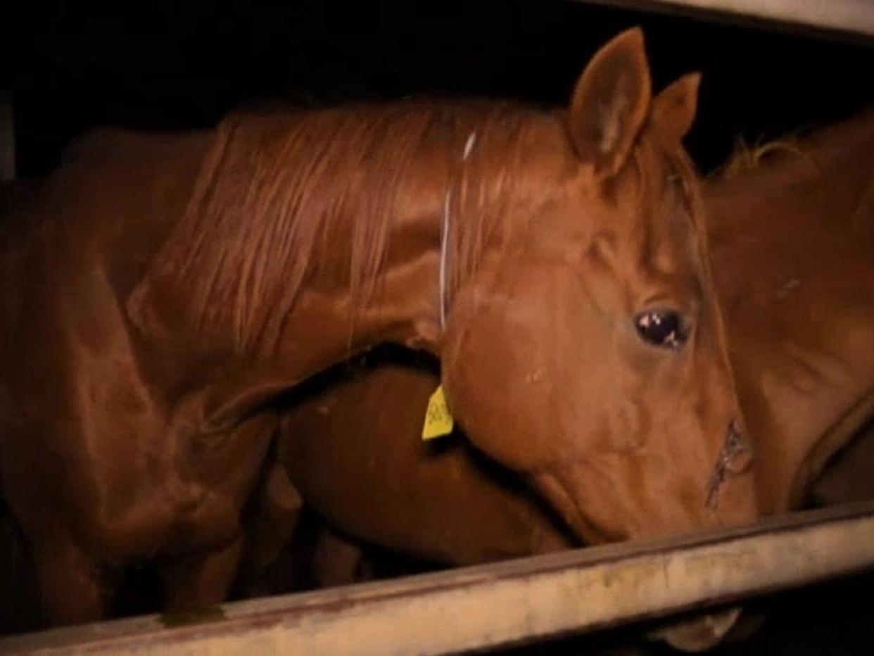 An undercover investigation by ABC's 7.30 programme allegedly found hundreds of racehorses being slaughtered in Australia every year after retiring: ABC 7.30