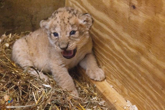 Zuri letting out a roar. (Photo: Amy Smotherman Burgess/Zoo Knoxville)