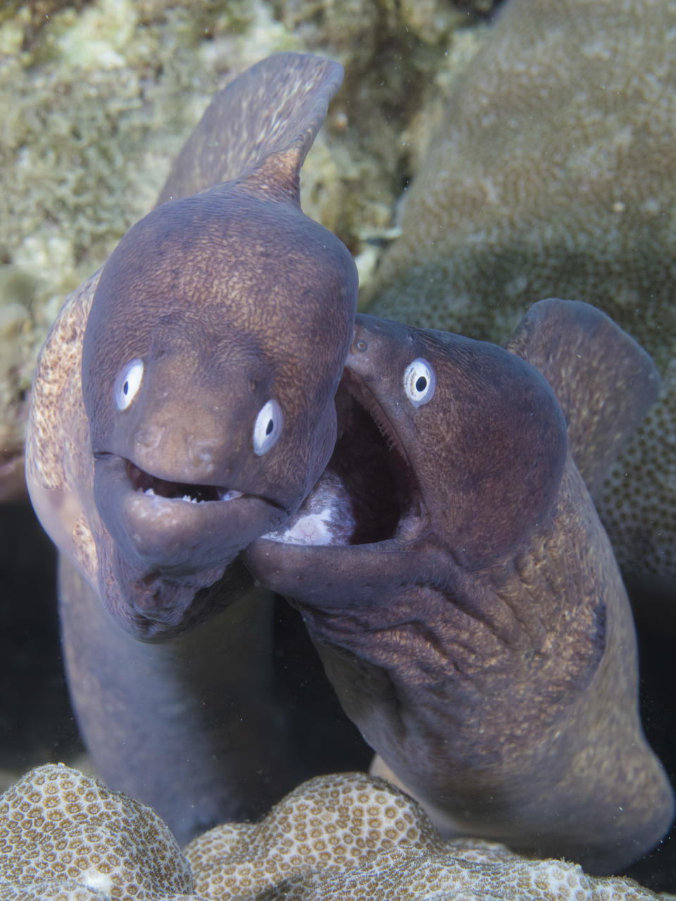 Two white-eyed moray eels