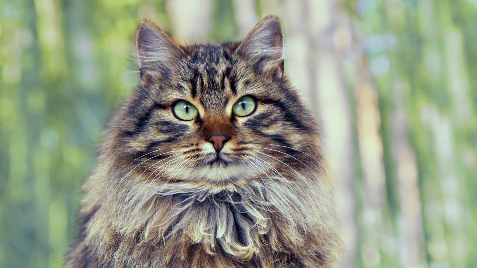 Siberian Forest Cat in nature