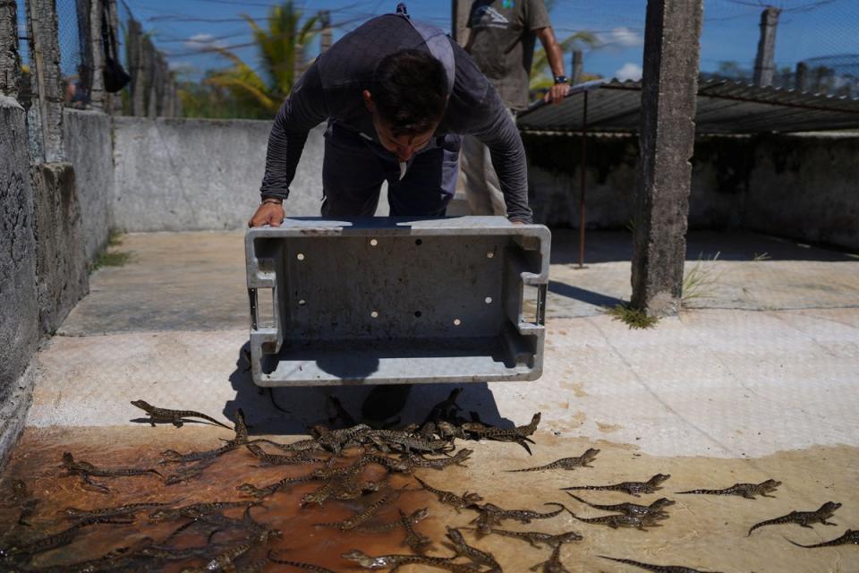 Veterinary technician Enrique Vasallo releases newborn Cuban crocodiles into their cage at the Zapata hatchery (Reuters)