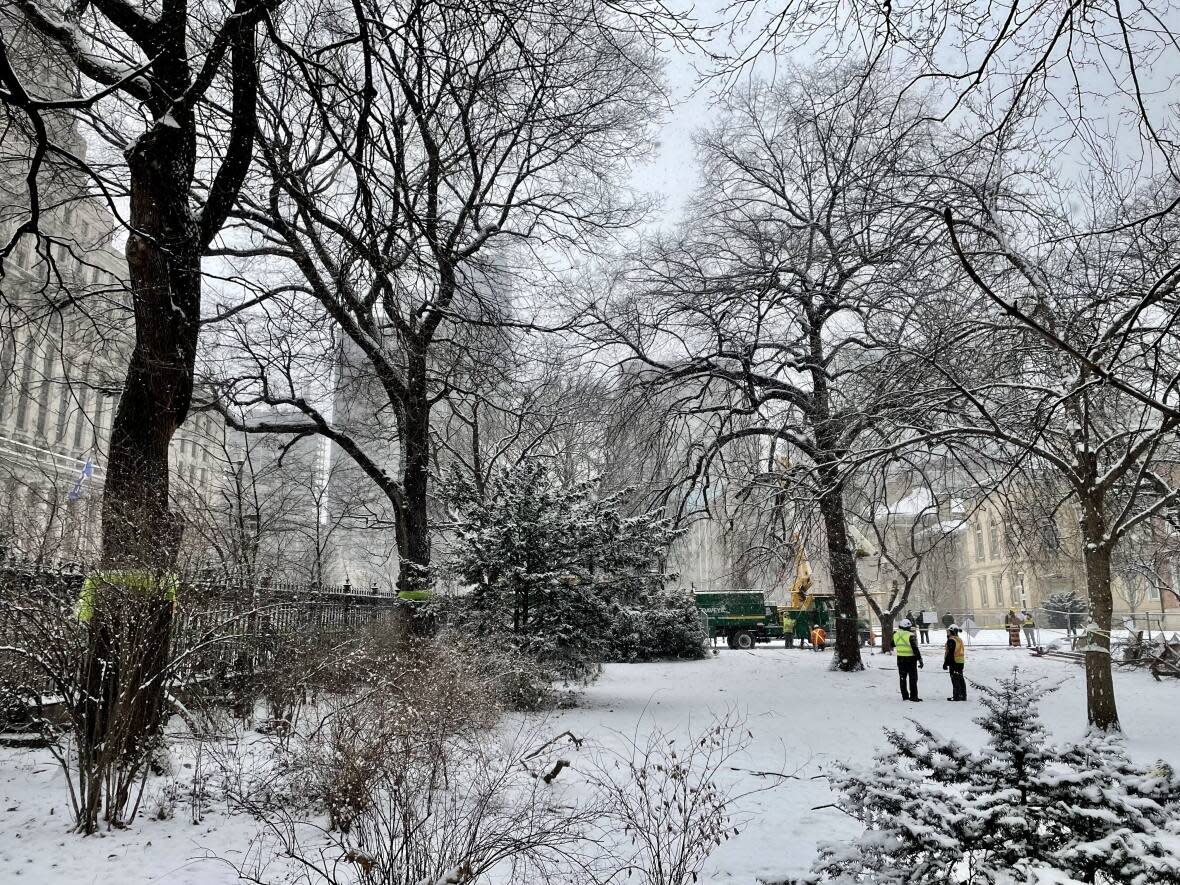 Historic trees are pictured on Osgoode Hall property in Toronto, Ontario. They're temporarily protected from removal by an interim injunction by the Superior Court of Justice. (Mehrdad Nazarahari/CBC - image credit)