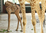 BERLIN, GERMANY - JUNE 29: Jule, a baby Rothschild giraffe, stands next to an adult giraffe in her enclosure at Tierpark Berlin zoo on June 29, 2012 in Berlin, Germany. Jule was born at the zoo on June 10. (Photo by Sean Gallup/Getty Images)