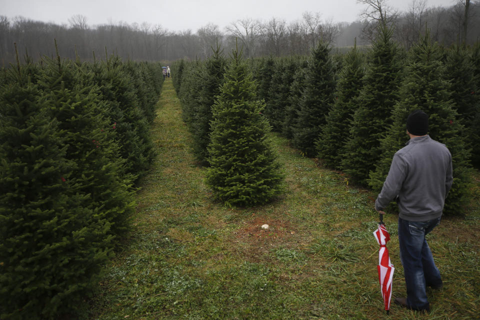 FILE - In this Nov. 28, 2015, file photo, Tommy Lawson looks out into rows of Christmas trees as his family browses for their tree at the John T Nieman Nursery in Hamilton, Ohio. For many people, it's hard not to think about the upcoming holidays already. Some folks are holding early Christmas celebrations so they can be with elderly parents outdoors while the weather still allows it. As the holidays approach, the pandemic is forcing people to come up with creative ways to celebrate. Experts say rituals have always been with us and there has always been room for improvisation. (AP Photo/John Minchillo, File)