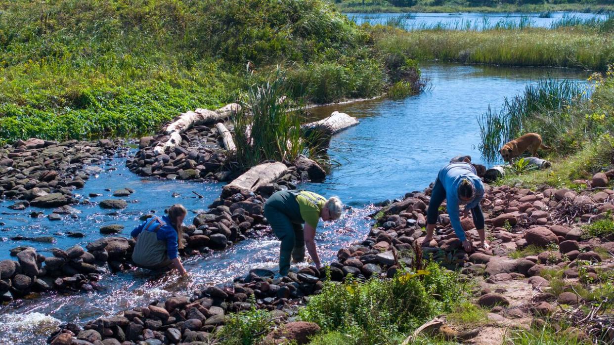 Many local watershed groups on P.E.I. are looking for board members, and your volunteer work will likely include some outdoor time.  (Shane Hennessey/CBC - image credit)