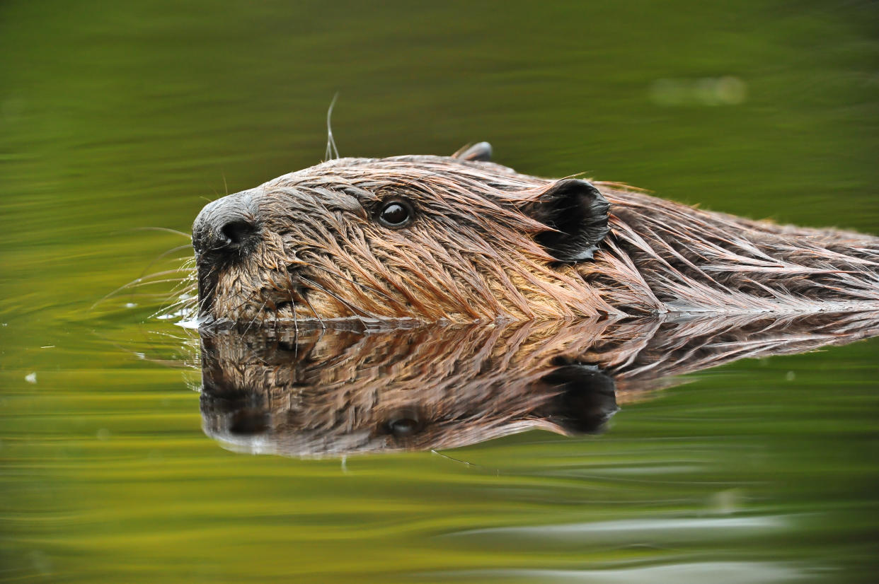 Eye level view of an American Beaver (Castor canadensis) Fredericton, New Brunswick, Canada