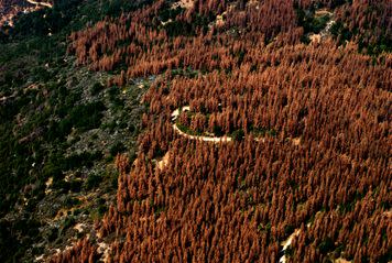 An aerial view of Sierra Nevada tree mortality in August 2016.