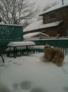 @alinaseagal: @YahooCanadaNews this weather is confusing my dog #TOsnowpics pic.twitter.com/2Qd0bMjj