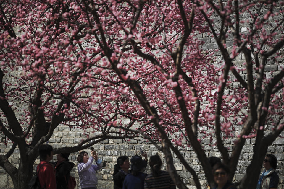 Women take photo of plum blossom tree at a park near the Chongwenmen Gate in Beijing, Tuesday, March 23, 2021. (AP Photo/Andy Wong)