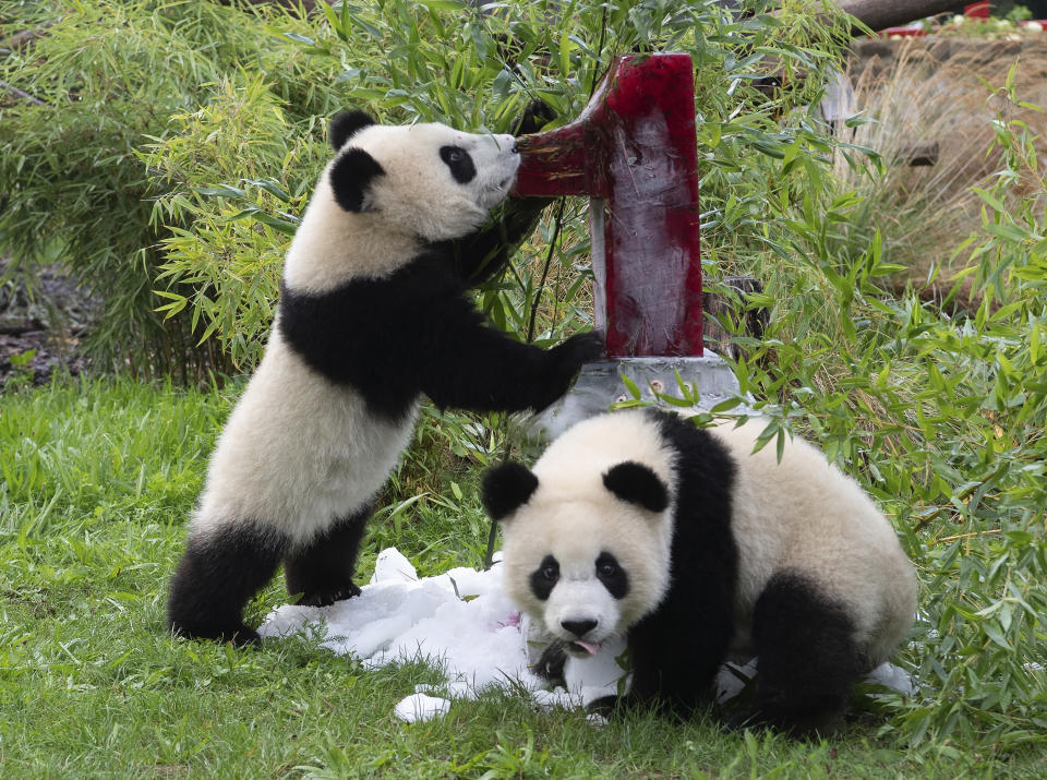 Los populares pandas gemelos del zoológico de Berlín celebrando su primer cumpleaños con un pastel helado, en Alemania, el 31 de agosto de 2020. (Paul Zinken/dpa vía AP)