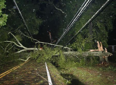 Downed trees and power lines block the road after Hurricane Hermine blows through Tallahassee, Florida September 2, 2016. REUTERS/Phil Sears