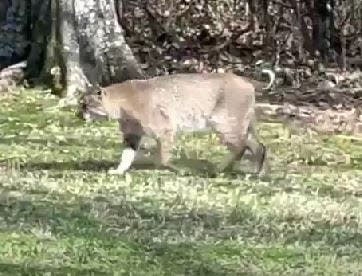 A bobcat is seen walking through the backyard of Richmond Ross in Forrest Hills.