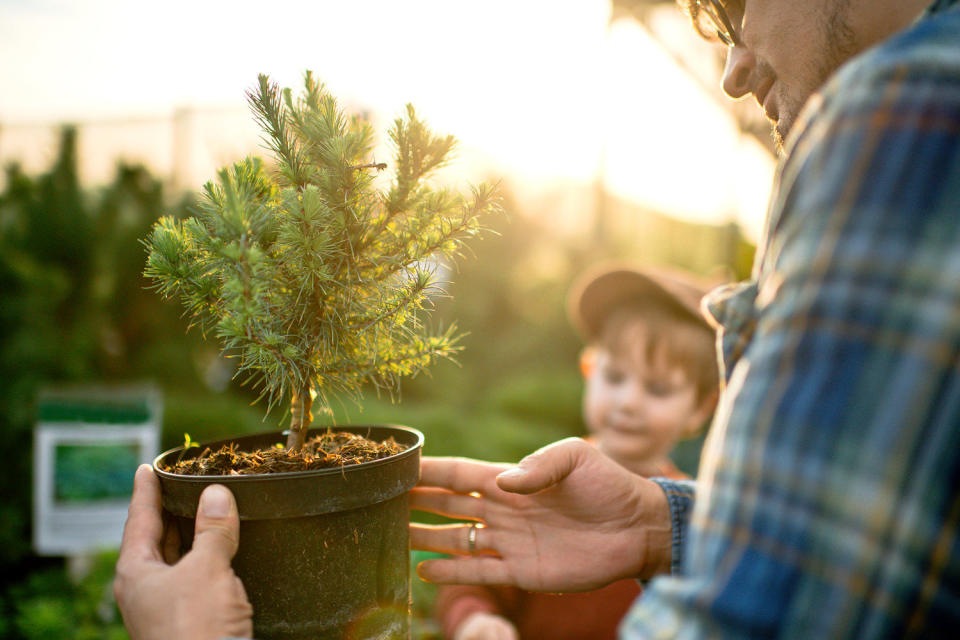 Family buying trees at a garden store in springtime (ArtMarie / Getty Images)